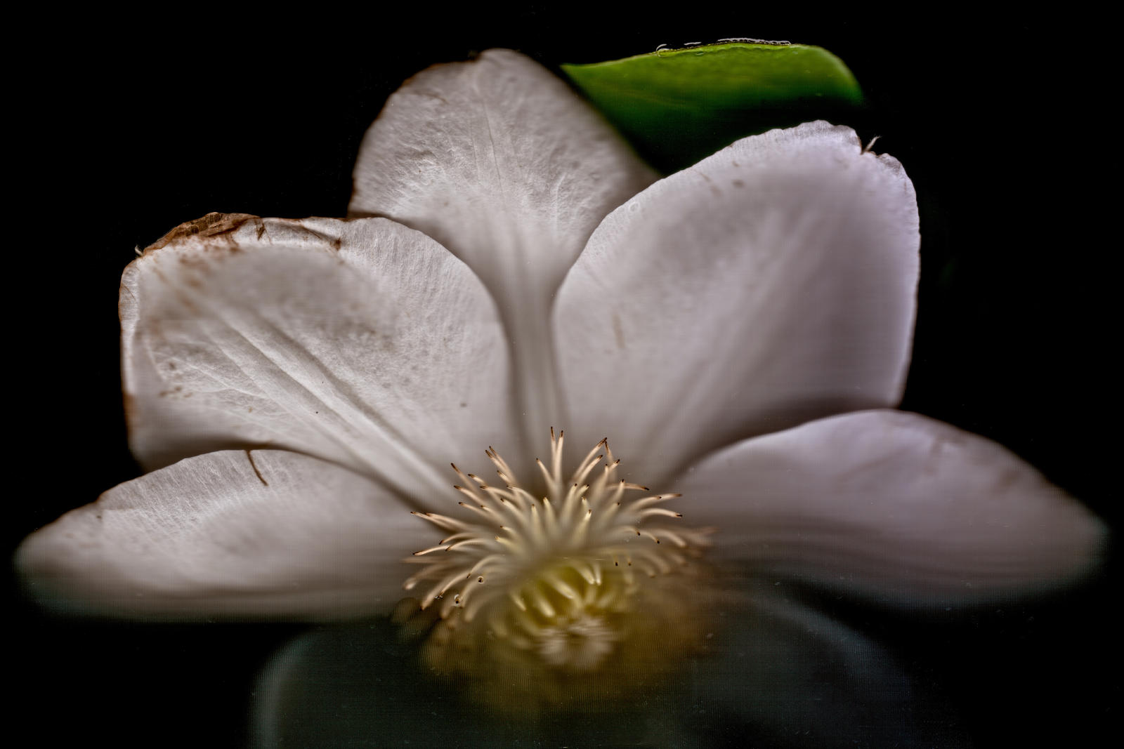 Clematis Flower on Black