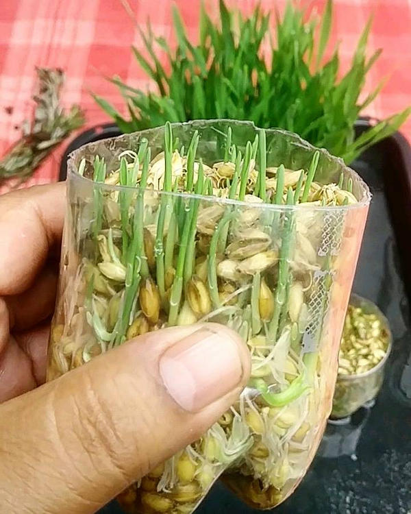 DIY FODDER SYSTEM by EVAdINA on DeviantArt