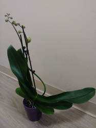 phalaenopsis orchids