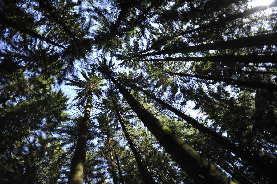 Looking up into the Trees