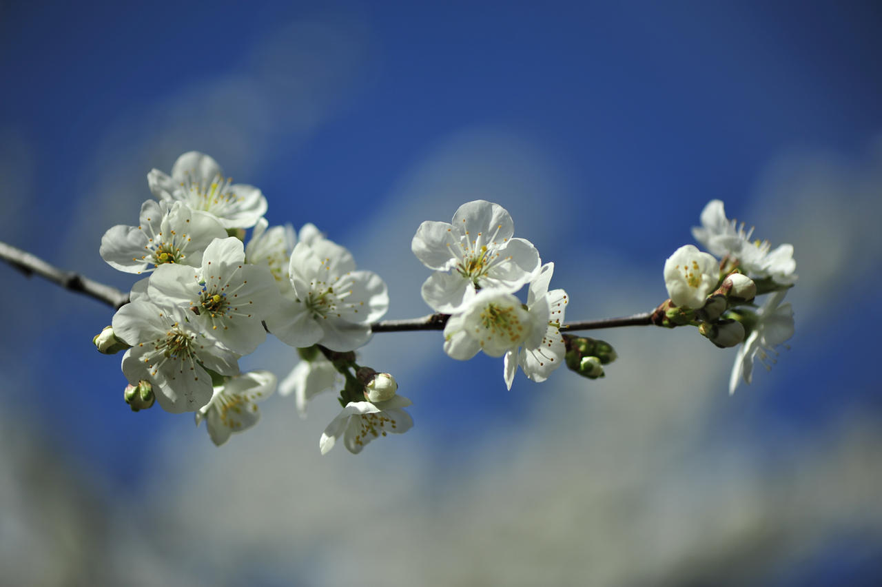 White flowers Blue Sky