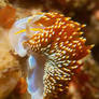 Opalescent Nudibranch