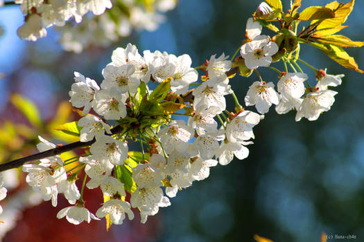 Sakura