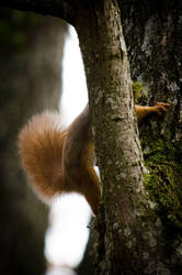 Squirrel's tail