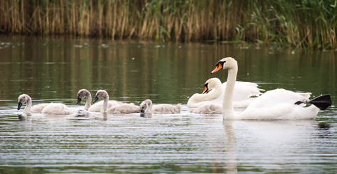 Swan family