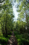 Forest Path Stock 5 by SeasideMinuet