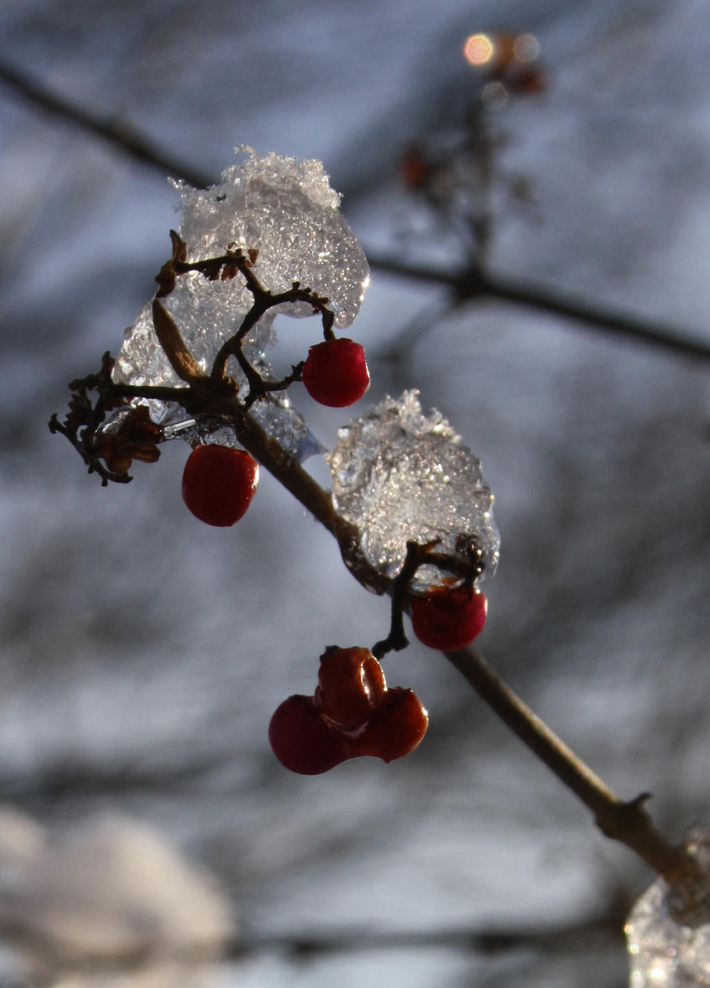 Frozen berries