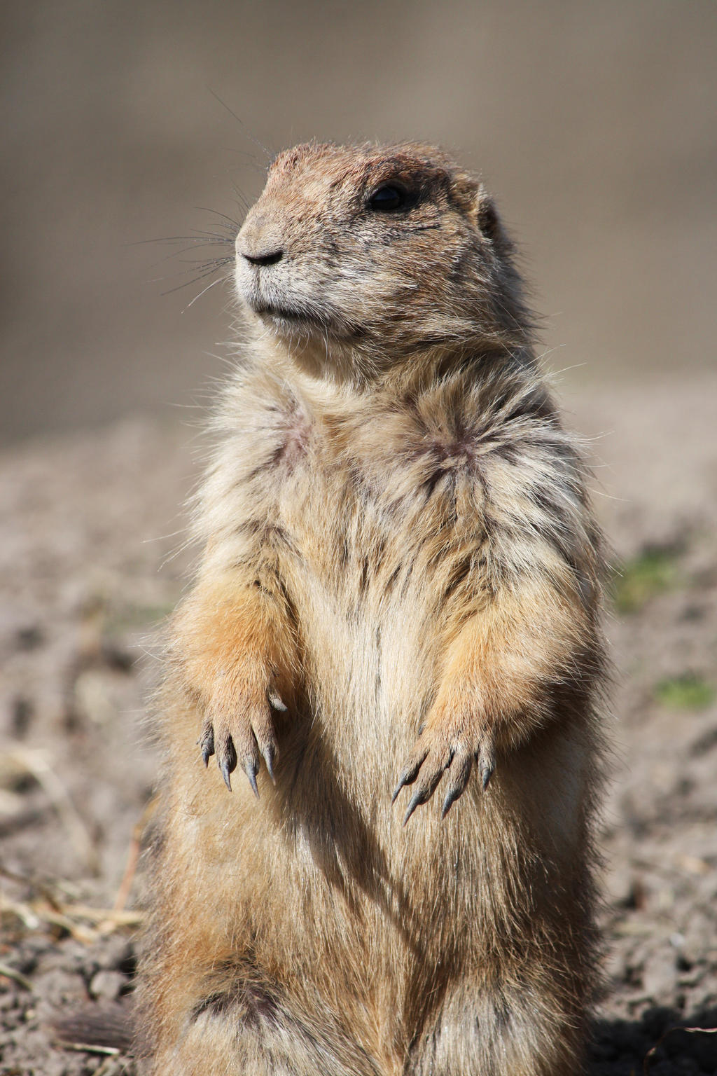 Prairie dog 2