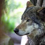 European wolf 5