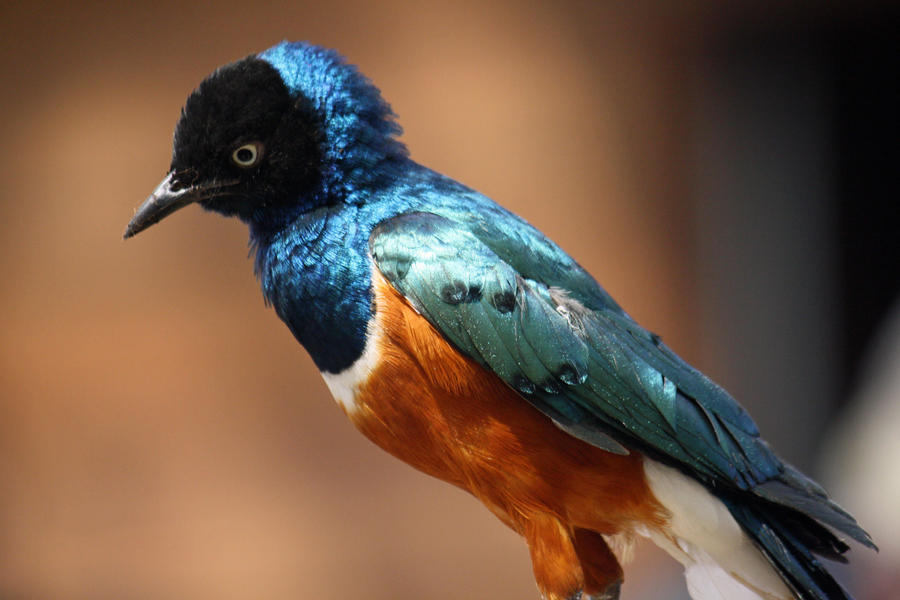 Superb Starling