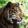 Sumatran tiger 3
