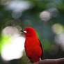 Brazilian Tanager