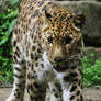 Amur Leopard 3