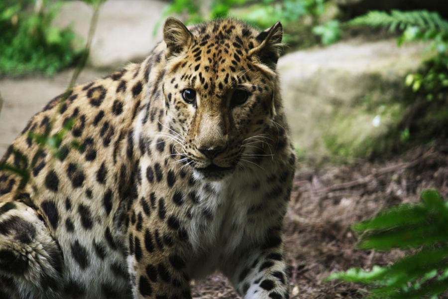 Amur Leopard 4