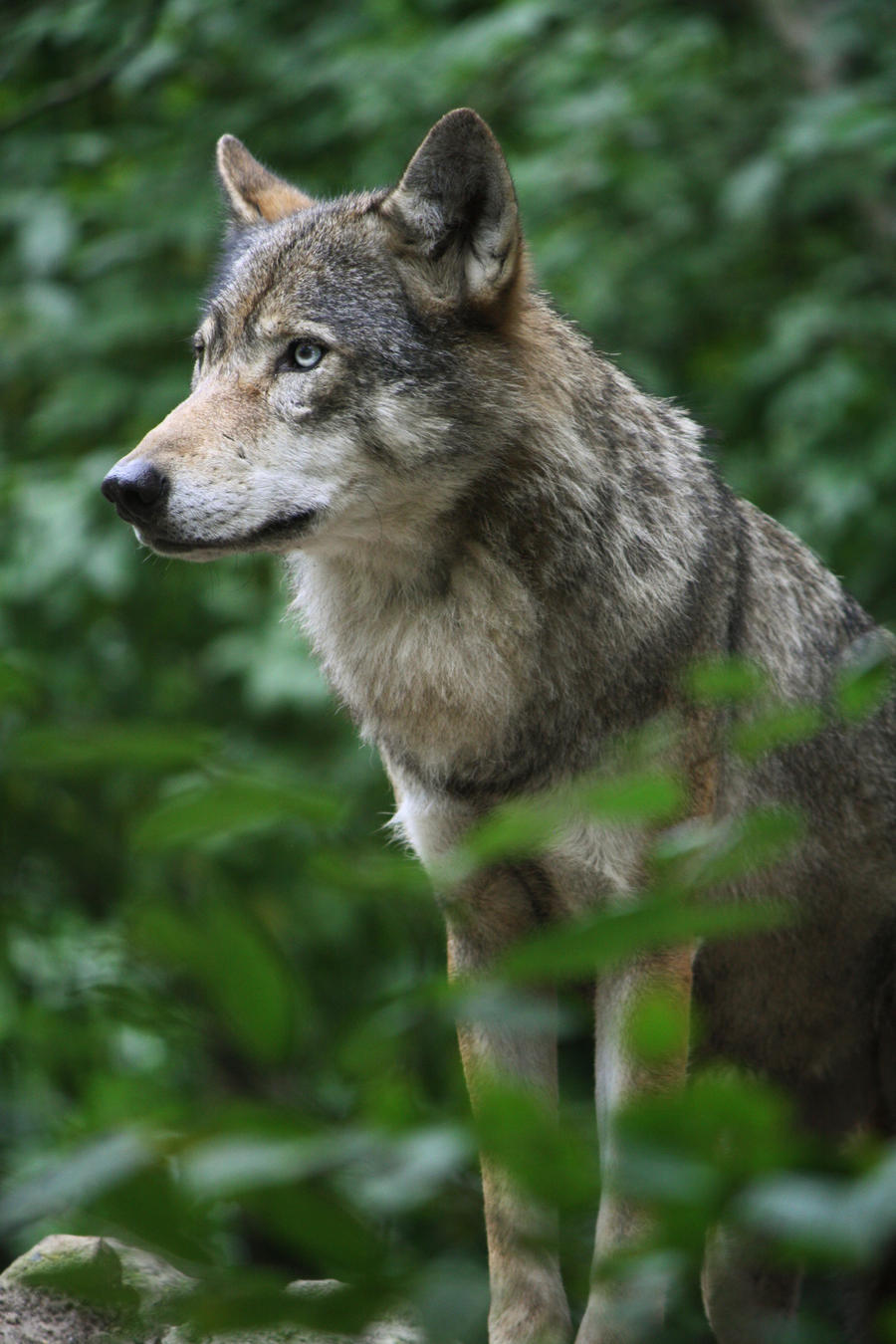 European wolf 12