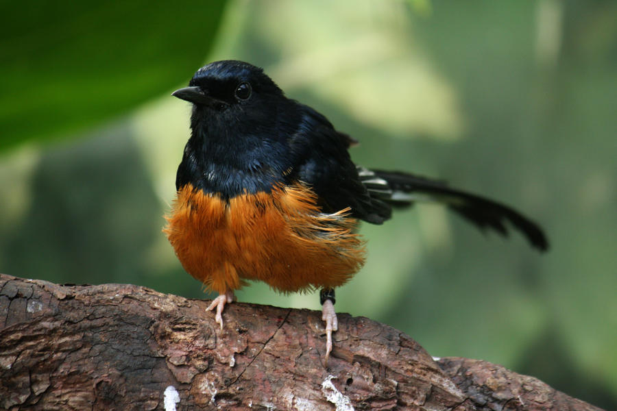 White-rumped Shama