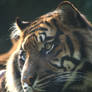 Sumatran tiger 18