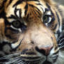 Gio the Sumatran Tiger