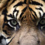 Gio the Sumatran Tiger 2