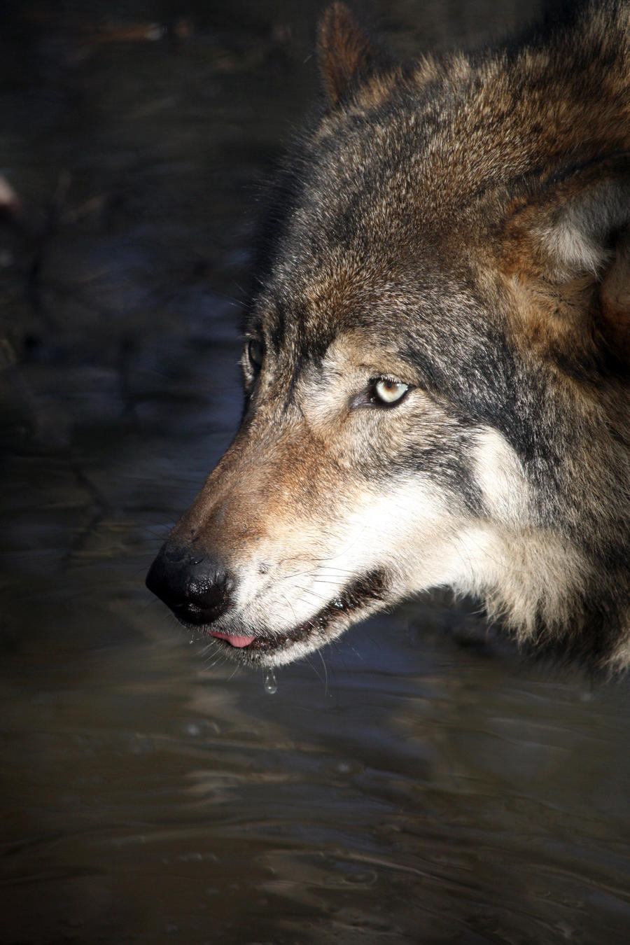 European wolf