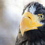 Steller's Sea Eagle