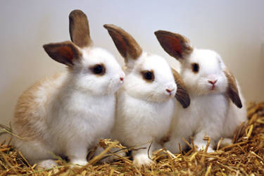 Rabbit kits