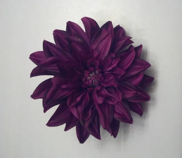 Large Purple Mums