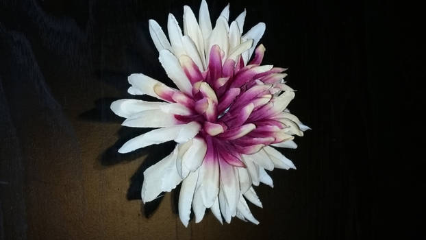 Pink and White Dahlia