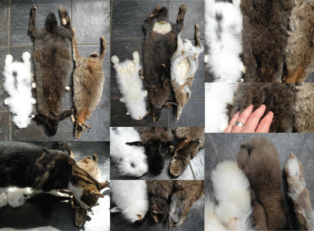 Bunny Comparison by Myskullcabinet on DeviantArt