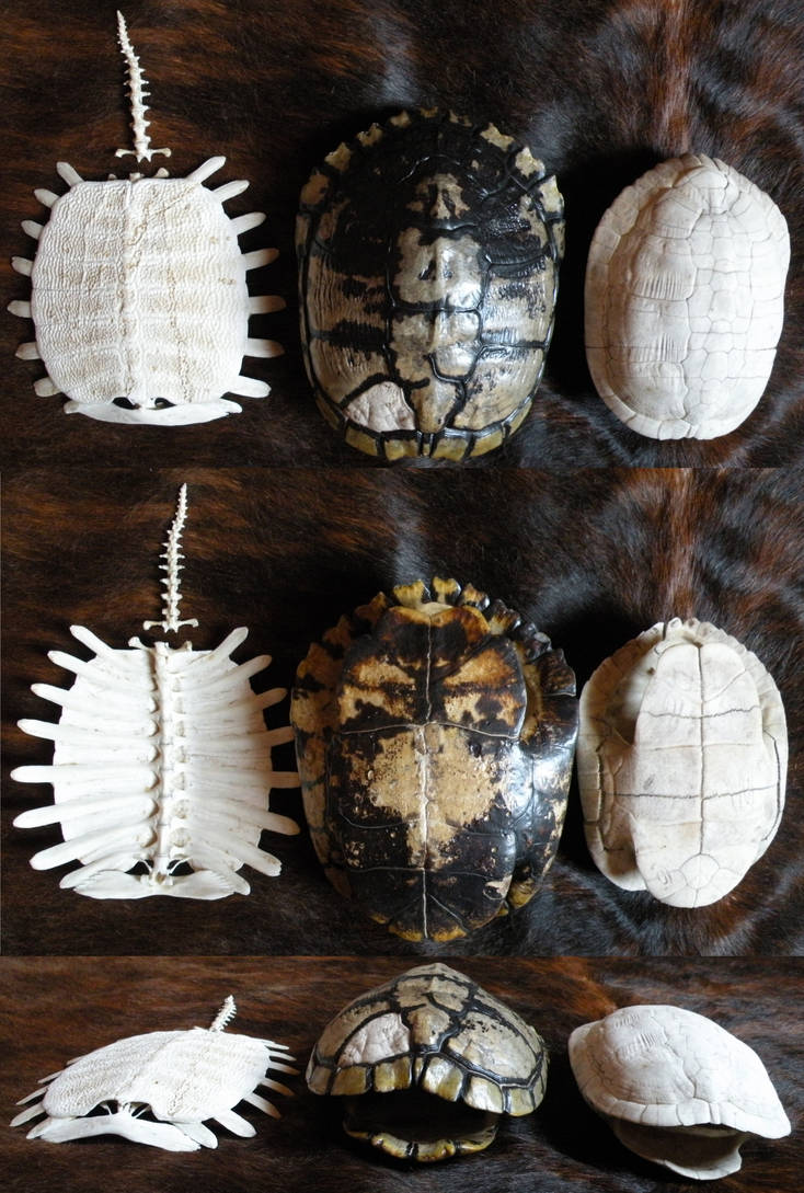 Disassembled Turtle Shell Turtle shells by Myskullcabinet on DeviantArt