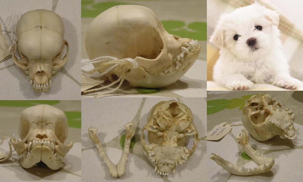 West Highland white terrier pup skull