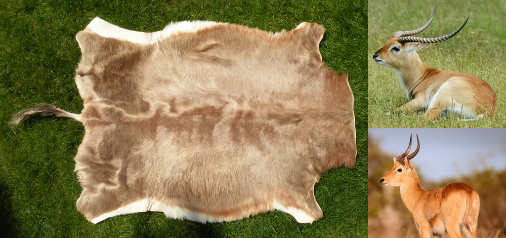 Kobus Pelt For sale