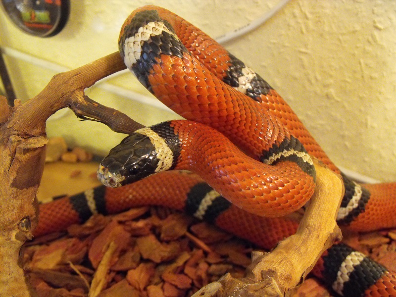 Milk snake