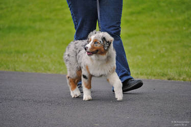 aussie puppy