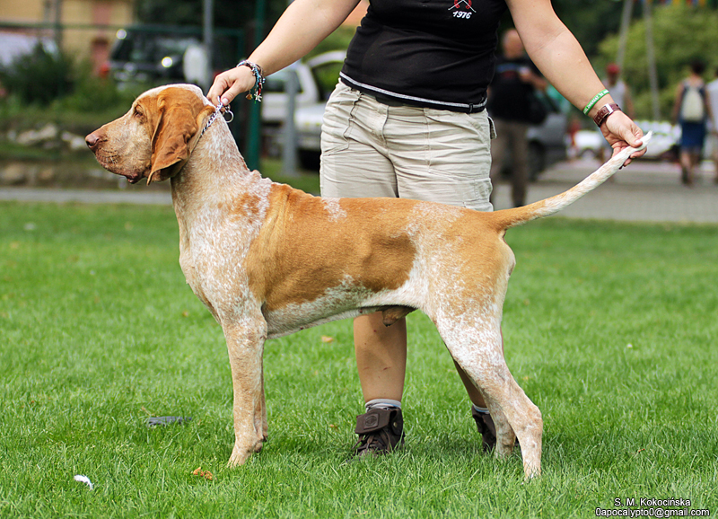 Bracco Italiano