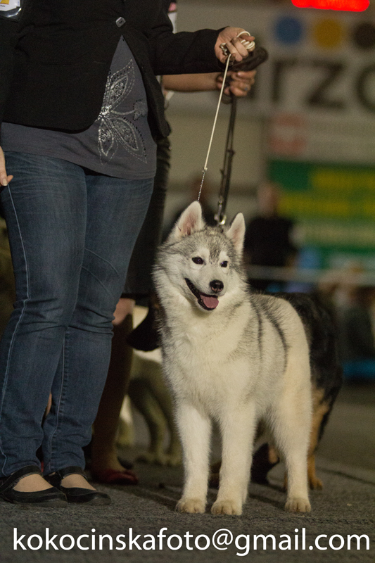 husky