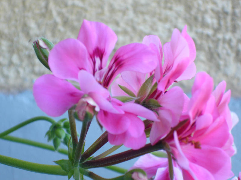 8. pink flowers