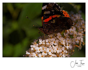 Vanessa atalanta