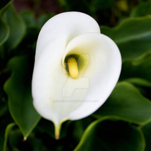 Calla Lily