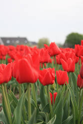 Bulb Fields