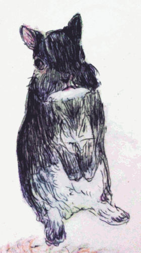 black rabbit by yukiko30 on DeviantArt