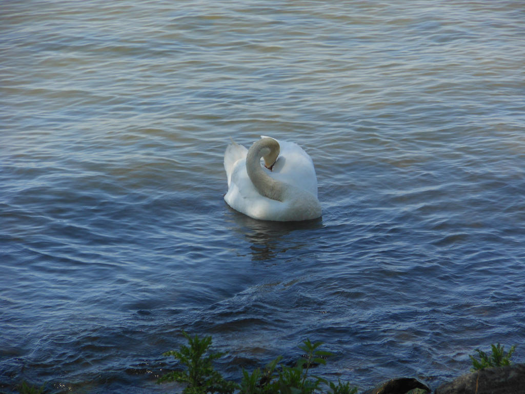 Swan