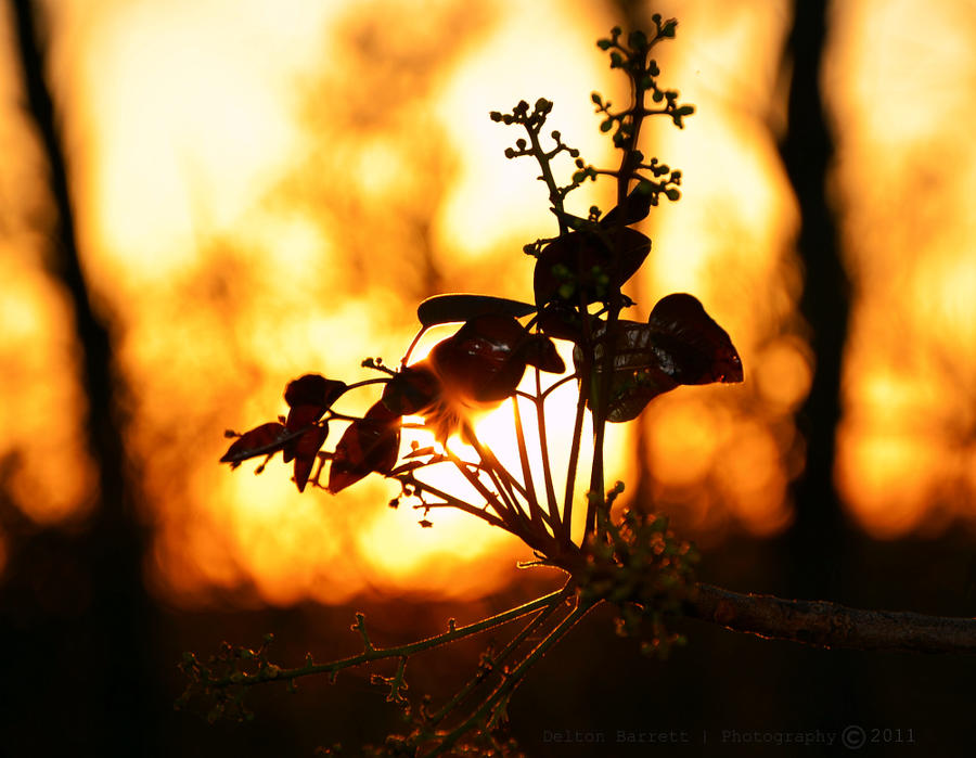 Golden Sun Gaze by Delton36712