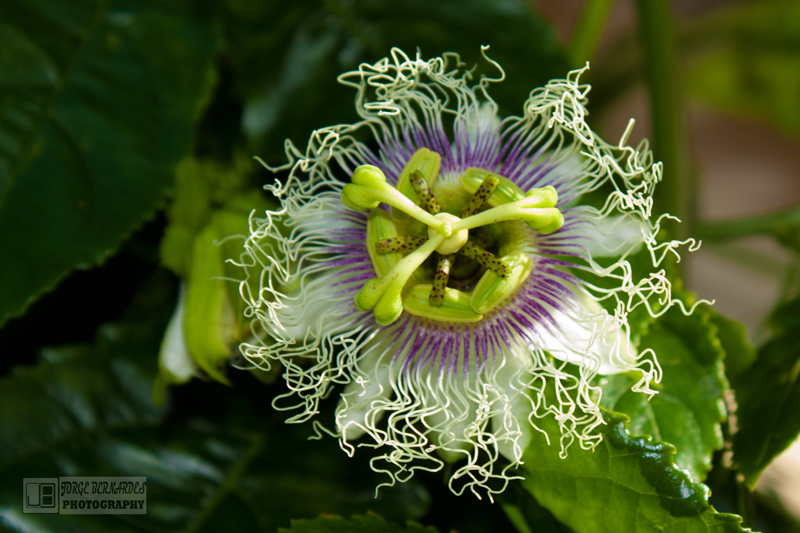 Hairy flower