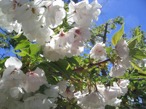 White Flowers