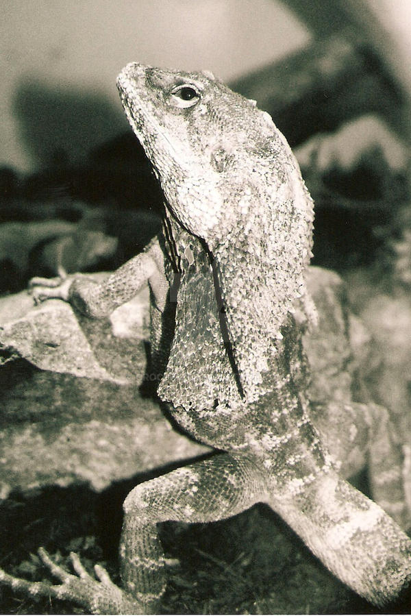 Frilled Lizard by Croc-Man on DeviantArt