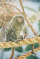 Pygmy Marmoset 002