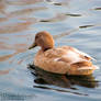 Gorgeous Hen Swimming