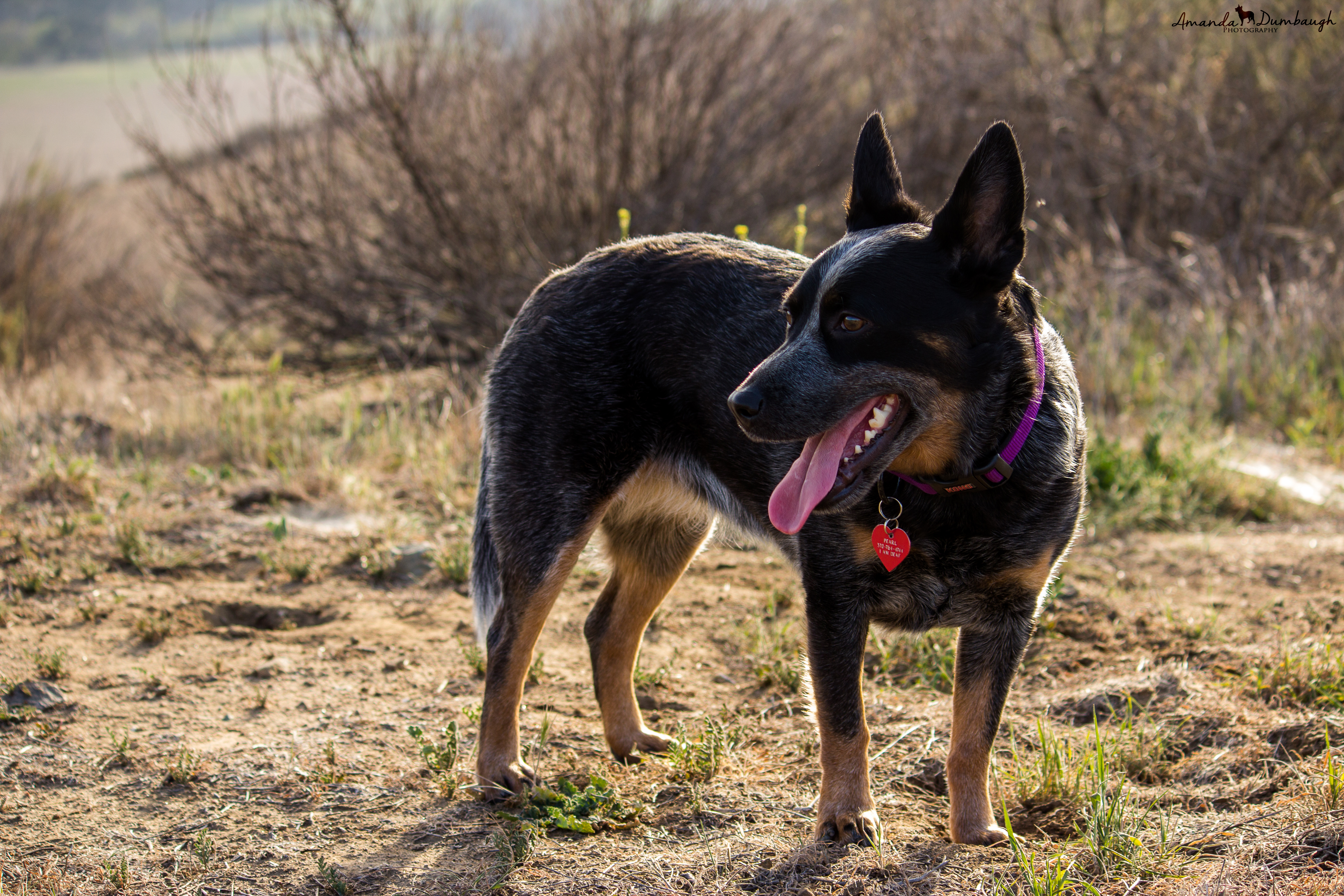 Pearl- Australian Cattle Dog