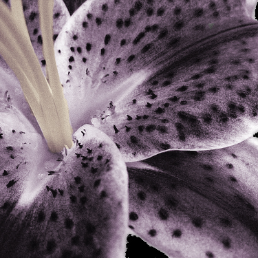Purple Tiger lily